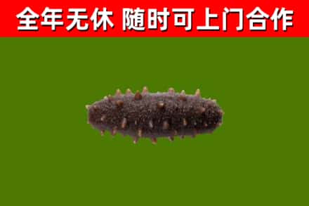城区回收海参干